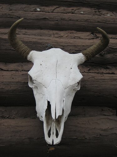 buffalo skull