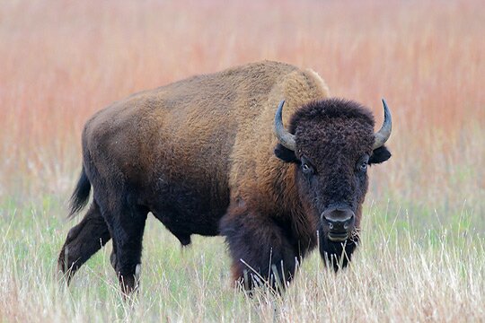 bison