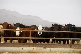 feedlot