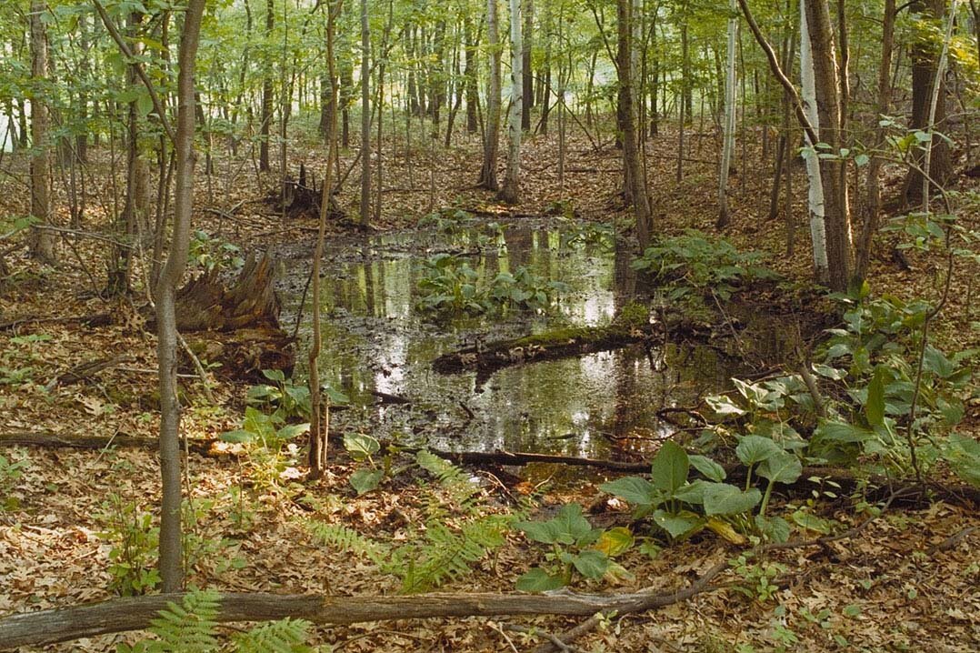 An ephemeral pond.