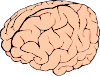 brain